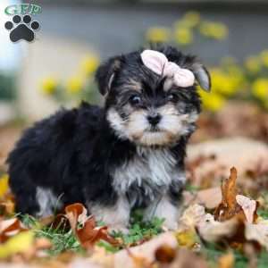 Pumpkin, Morkie / Yorktese Puppy
